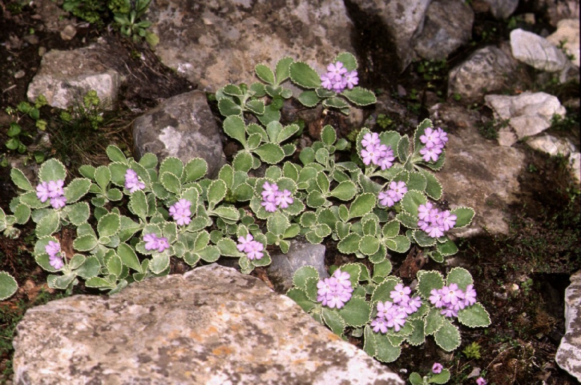 Primula marginata / Primula impolverata